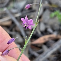 Arthropodium minus (Small Vanilla Lily) at Yass River, NSW - 20 Oct 2025 by SenexRugosus