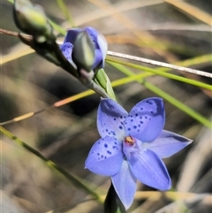 Thelymitra juncifolia (Dotted Sun Orchid) at Captains Flat, NSW - 20 Oct 2025 by Csteele4