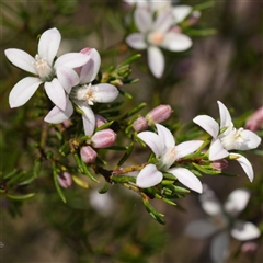 Philotheca salsolifolia subsp. salsolifolia (Philotheca) at Lower Borough, NSW - 15 Oct 2025 by RobG1