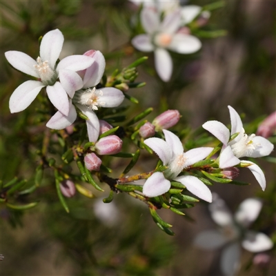 Philotheca salsolifolia subsp. salsolifolia (Philotheca) at Lower Borough, NSW - 15 Oct 2025 by RobG1