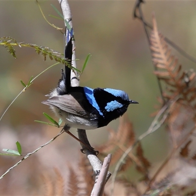 Malurus cyaneus at Paddys River, ACT - 15 Oct 2025 by TimL