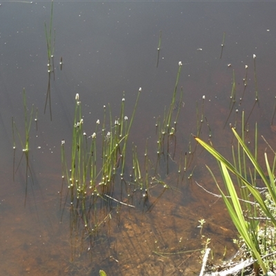 Eleocharis (genus) (Spike-rush) at Borough, NSW - 15 Oct 2025 by Paul4K