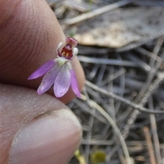 Caladenia pusilla (Pygmy Caladenia) at Borough, NSW - 15 Oct 2025 by Paul4K