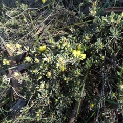 Hibbertia obtusifolia (Grey Guinea-flower) at Borough, NSW - 16 Oct 2025 by Paul4K