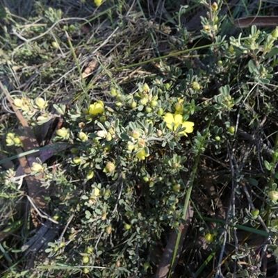 Hibbertia obtusifolia (Grey Guinea-flower) at Borough, NSW - 16 Oct 2025 by Paul4K