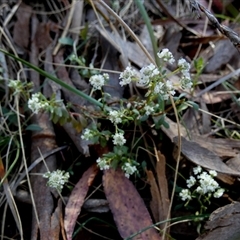 Poranthera microphylla (Small Poranthera) by Paul4K