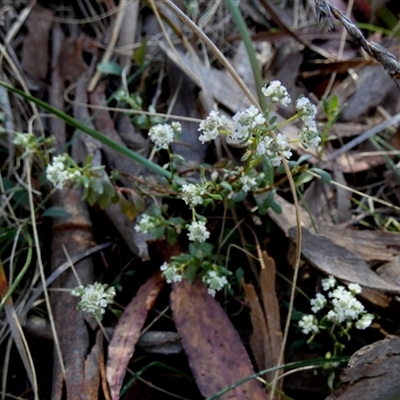 Poranthera microphylla (Small Poranthera) at  - suppressed by Paul4K