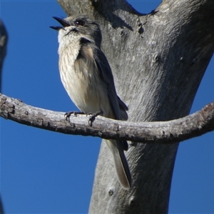 Pachycephala rufiventris by Paul4K