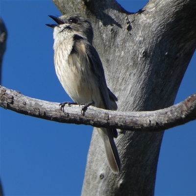 Pachycephala rufiventris at  - suppressed by Paul4K