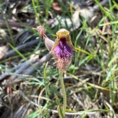Calochilus platychilus (Purple Beard Orchid) at Bruce, ACT - 20 Oct 2025 by Jenny54