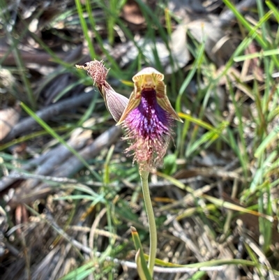 Calochilus platychilus (Purple Beard Orchid) at Bruce, ACT - 20 Oct 2025 by Jenny54
