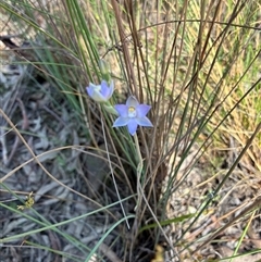 Thelymitra (genus) (sun orchids) at Bruce, ACT - 20 Oct 2025 by Jenny54