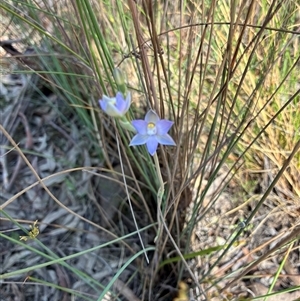 Unverified Orchid at Bruce, ACT - Yesterday by Jenny54