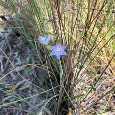 Thelymitra (genus) (sun orchids) at Bruce, ACT - 20 Oct 2025 by Jenny54