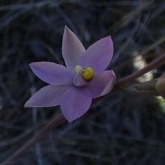 Thelymitra (genus) by Paul4K