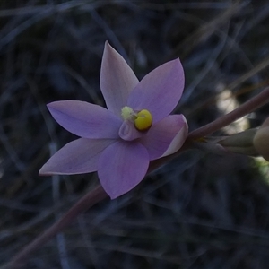 Thelymitra (genus) by Paul4K