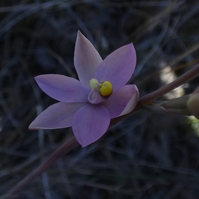 Thelymitra (genus) at  - suppressed by Paul4K
