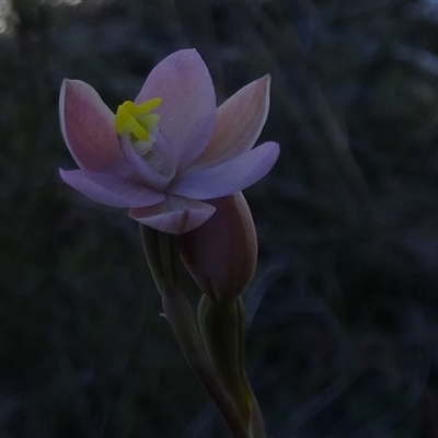 Thelymitra carnea (Tiny Sun Orchid) at  - suppressed by Paul4K