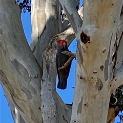 Callocephalon fimbriatum (Gang-gang Cockatoo) at Curtin, ACT - 20 Oct 2025 by JillianM
