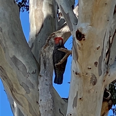 Callocephalon fimbriatum (Gang-gang Cockatoo) at Curtin, ACT - 20 Oct 2025 by JillianM