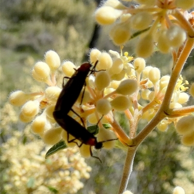 Plecia sp. (genus) (Lovebug Fly) at  - suppressed by Paul4K