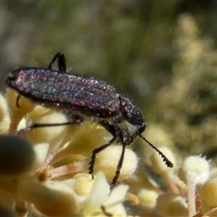 Eleale aspera (Clerid beetle) at Borough, NSW - 16 Oct 2025 by Paul4K