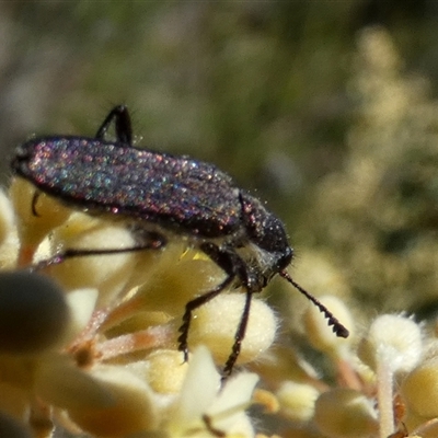 Eleale aspera (Clerid beetle) at Borough, NSW - 16 Oct 2025 by Paul4K