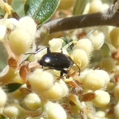 Alleculinae sp. (Subfamily) (Unidentified Comb-clawed beetle) at  - suppressed by Paul4K