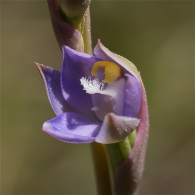 Thelymitra peniculata (Blue Star Sun-orchid) at Windellama, NSW - 15 Oct 2025 by RobG1