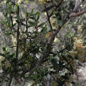 Pomaderris angustifolia by Paul4K