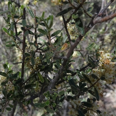Pomaderris angustifolia (Pomaderris) at  - suppressed by Paul4K