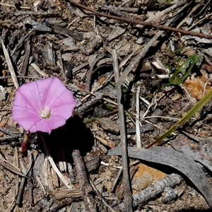 Convolvulus sp. by Paul4K