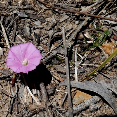 Convolvulus angustissimus subsp. angustissimus (Australian Bindweed) at  - suppressed by Paul4K