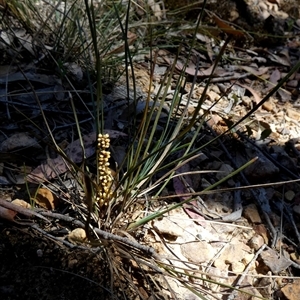 Lomandra glauca (Pale Mat-rush) by Paul4K