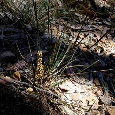 Lomandra glauca (Pale Mat-rush) at  - suppressed by Paul4K
