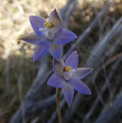Thelymitra pauciflora at  - suppressed by Paul4K