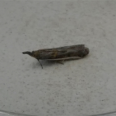 Etiella behrii (Lucerne Seed Web Moth) at  - suppressed by Paul4K