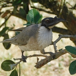 Philemon corniculatus at Symonston, ACT - Yesterday by CallumBraeRuralProperty