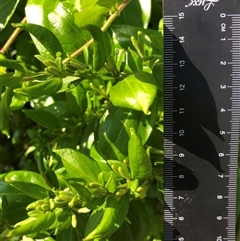 Lonicera japonica (Japanese Honeysuckle) at Crowther, NSW - 20 Oct 2025 by Frecko