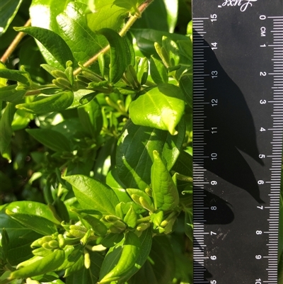 Lonicera japonica (Japanese Honeysuckle) at Crowther, NSW - 20 Oct 2025 by Frecko