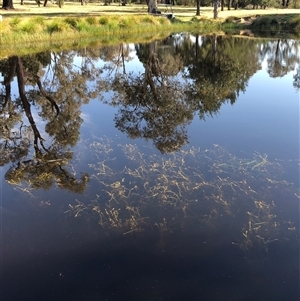Potamogeton ochreatus (Blunt Pondweed) at Crowther, NSW - 20 Oct 2025 by Frecko