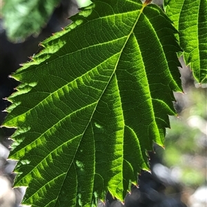 Rubus fruticosus at Crowther, NSW - Yesterday by Frecko