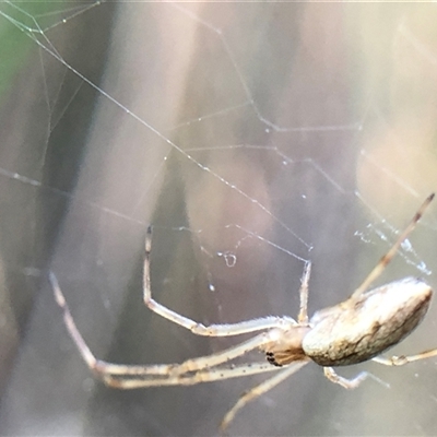 Unverified Spider at Crowther, NSW - 20 Oct 2025 by Frecko