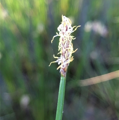 Eleocharis (genus) (Spike-rush) at Crowther, NSW - 20 Oct 2025 by Frecko