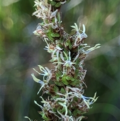 Carex appressa (Tall Sedge) at Crowther, NSW - 20 Oct 2025 by Frecko