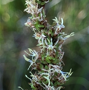 Carex appressa (Tall Sedge) at Crowther, NSW - 20 Oct 2025 by Frecko