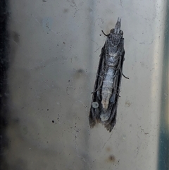 Faveria tritalis at Crowther, NSW - 18 Oct 2025 by Frecko