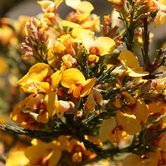 Dillwynia glaucula (Michelago Parrot-pea) by RobG1