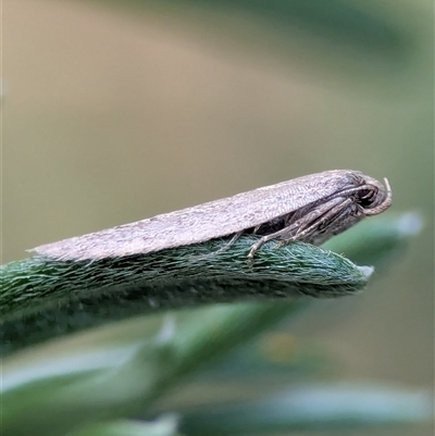 Blastobasis (genus) at Bellbrae, VIC - 17 Oct 2025 by Miranda