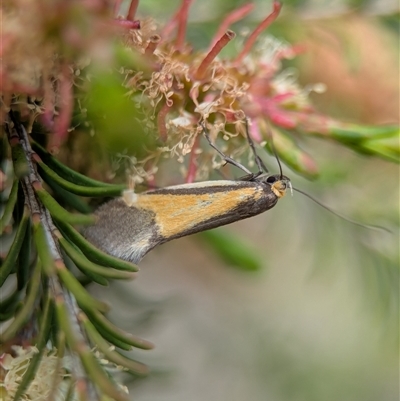 Philobota arabella at Bellbrae, VIC - 17 Oct 2025 by Miranda